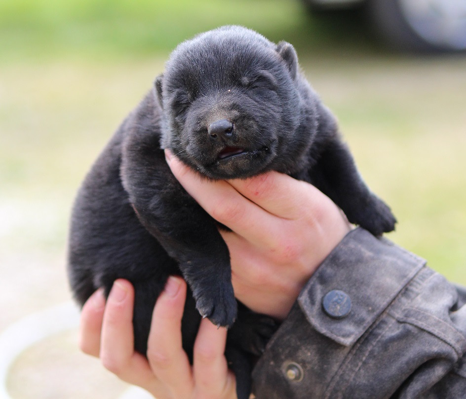 Des Crocs De Heurtevent - Chiots disponibles - Berger Allemand