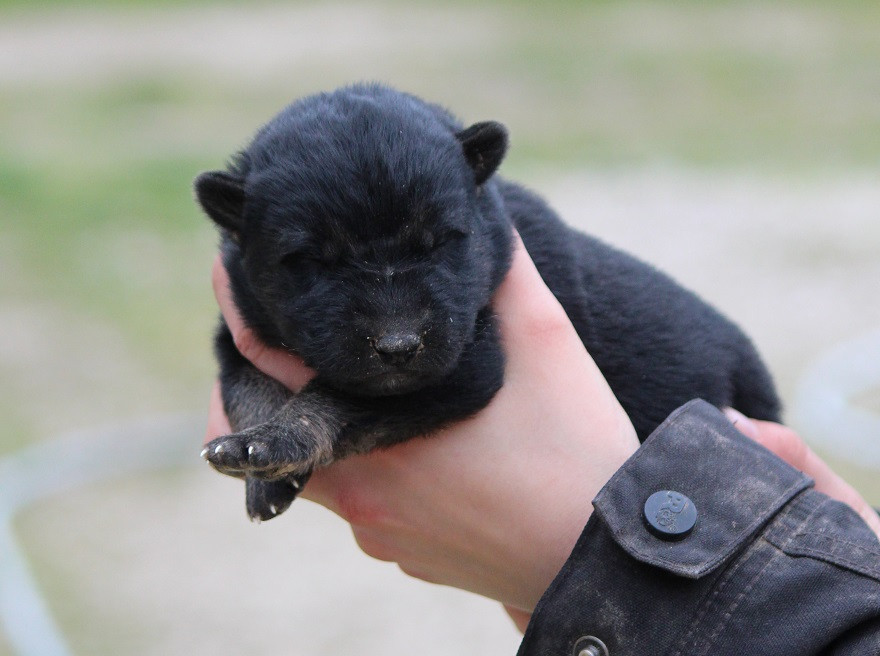 Des Crocs De Heurtevent - Chiots disponibles - Berger Allemand