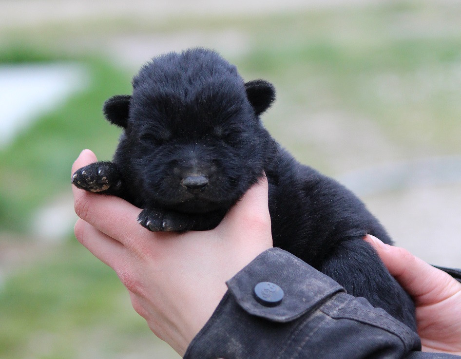 Des Crocs De Heurtevent - Chiots disponibles - Berger Allemand