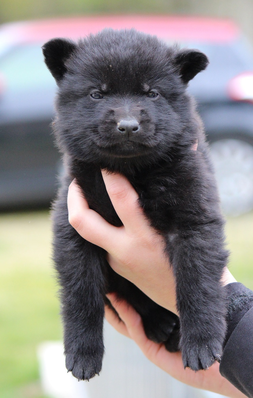 Des Crocs De Heurtevent - Chiots disponibles - Berger Allemand