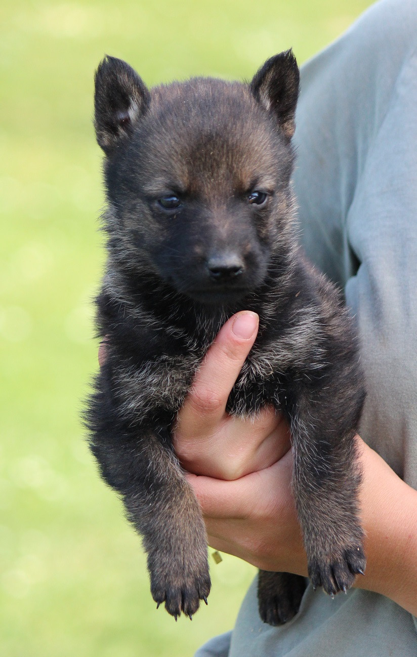 Des Crocs De Heurtevent - Chiots disponibles - Berger Allemand