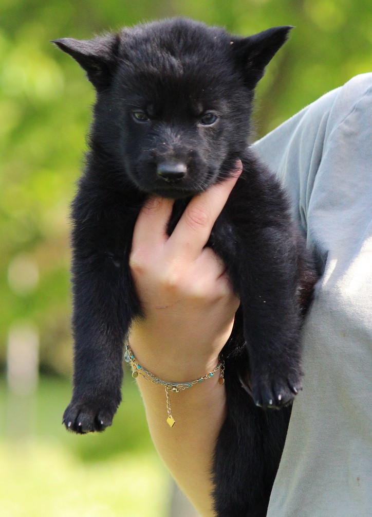 Des Crocs De Heurtevent - Chiots disponibles - Berger Allemand