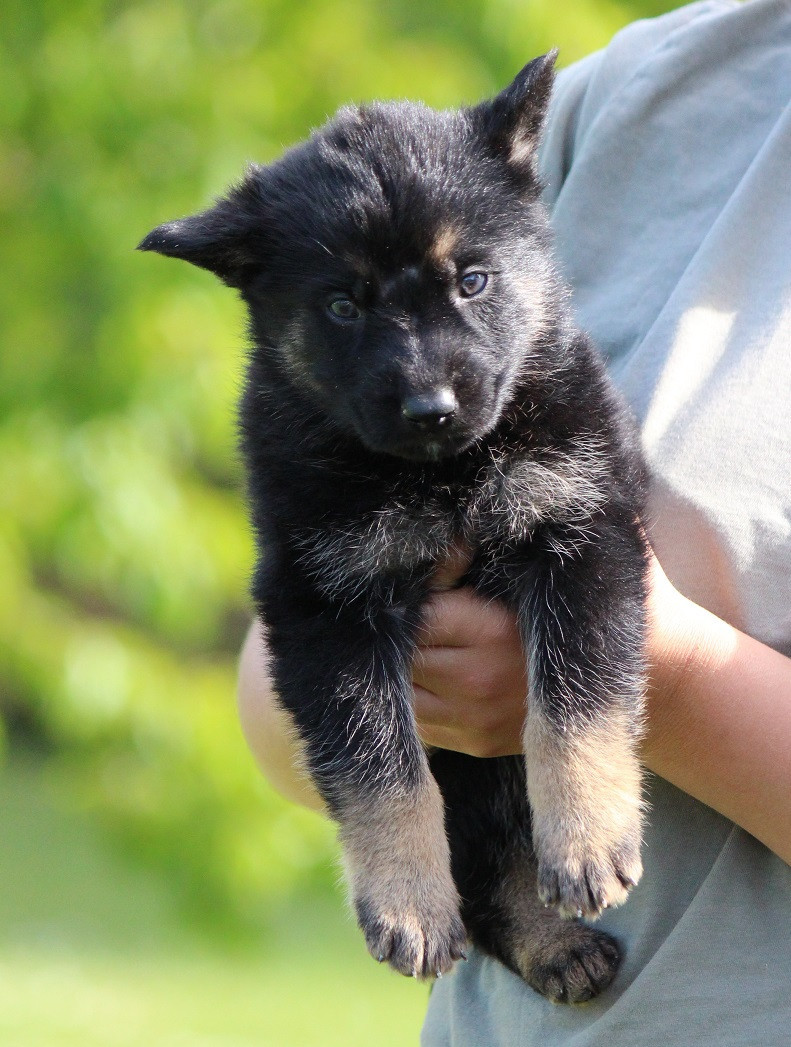 Des Crocs De Heurtevent - Chiots disponibles - Berger Allemand
