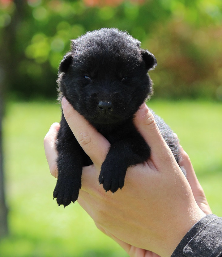 Des Crocs De Heurtevent - Chiots disponibles - Berger Allemand