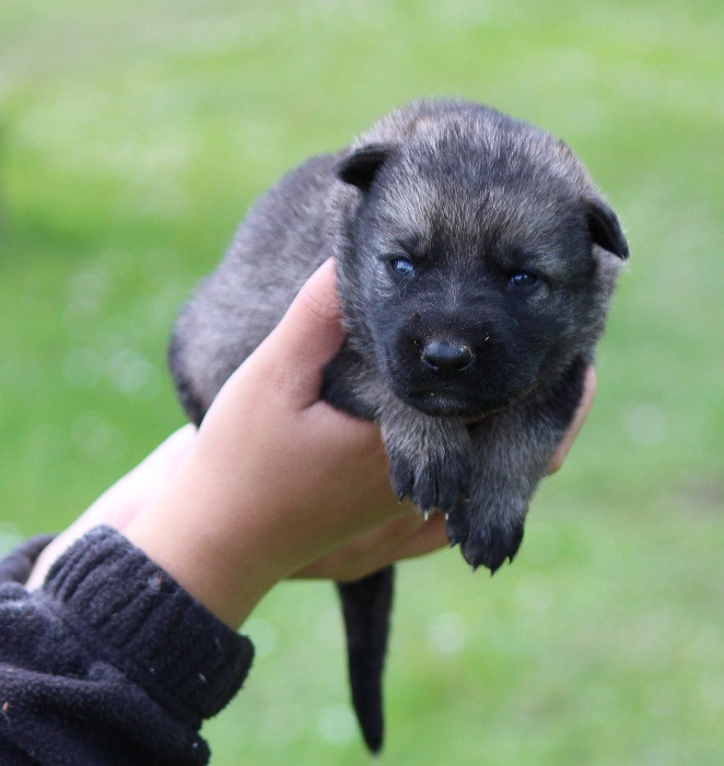 Des Crocs De Heurtevent - Chiots disponibles - Berger Allemand