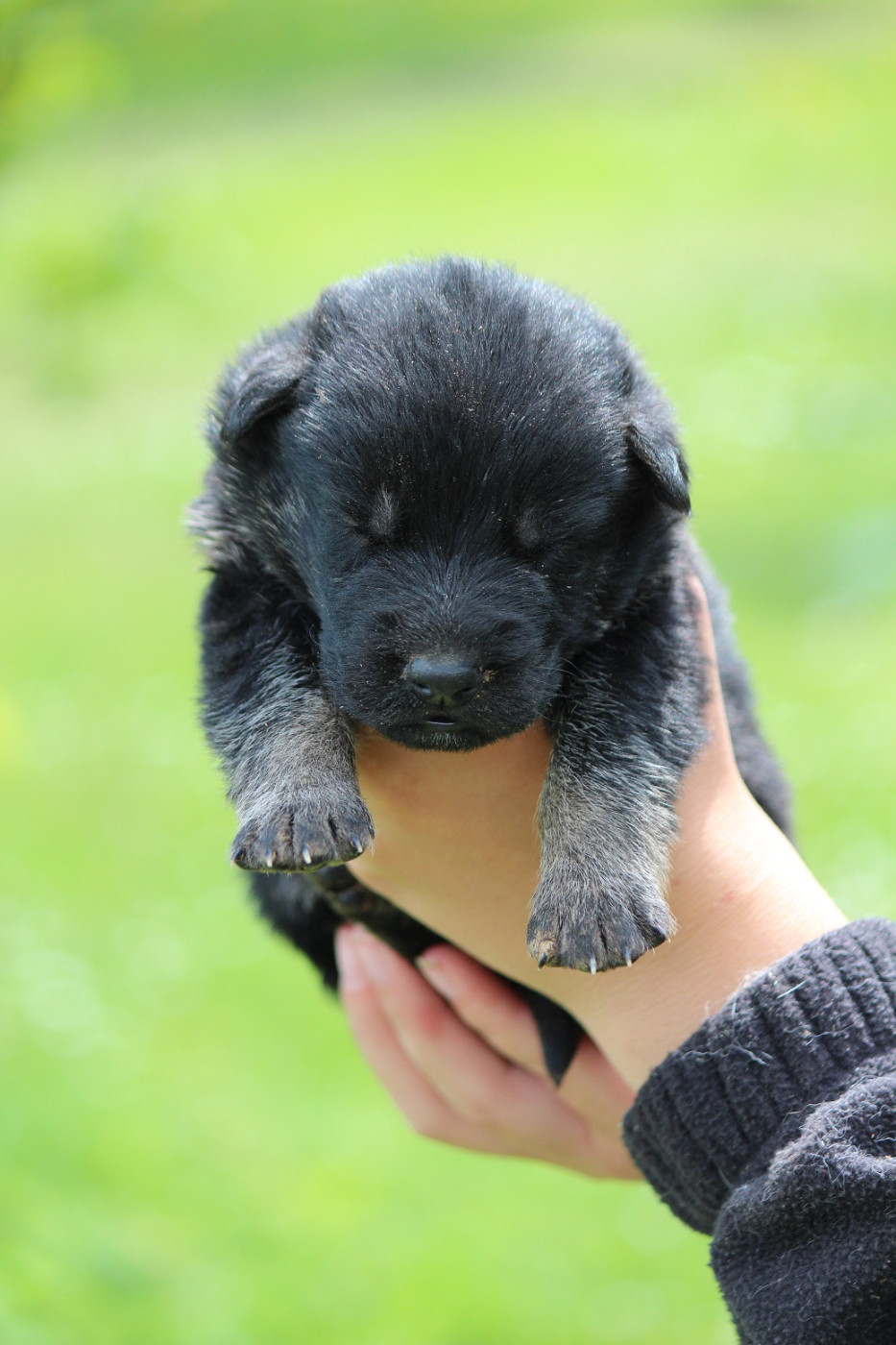 Des Crocs De Heurtevent - Chiots disponibles - Berger Allemand