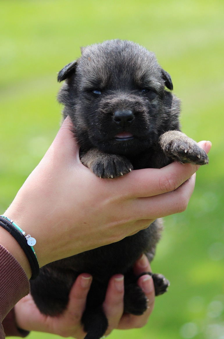 Des Crocs De Heurtevent - Chiots disponibles - Berger Allemand