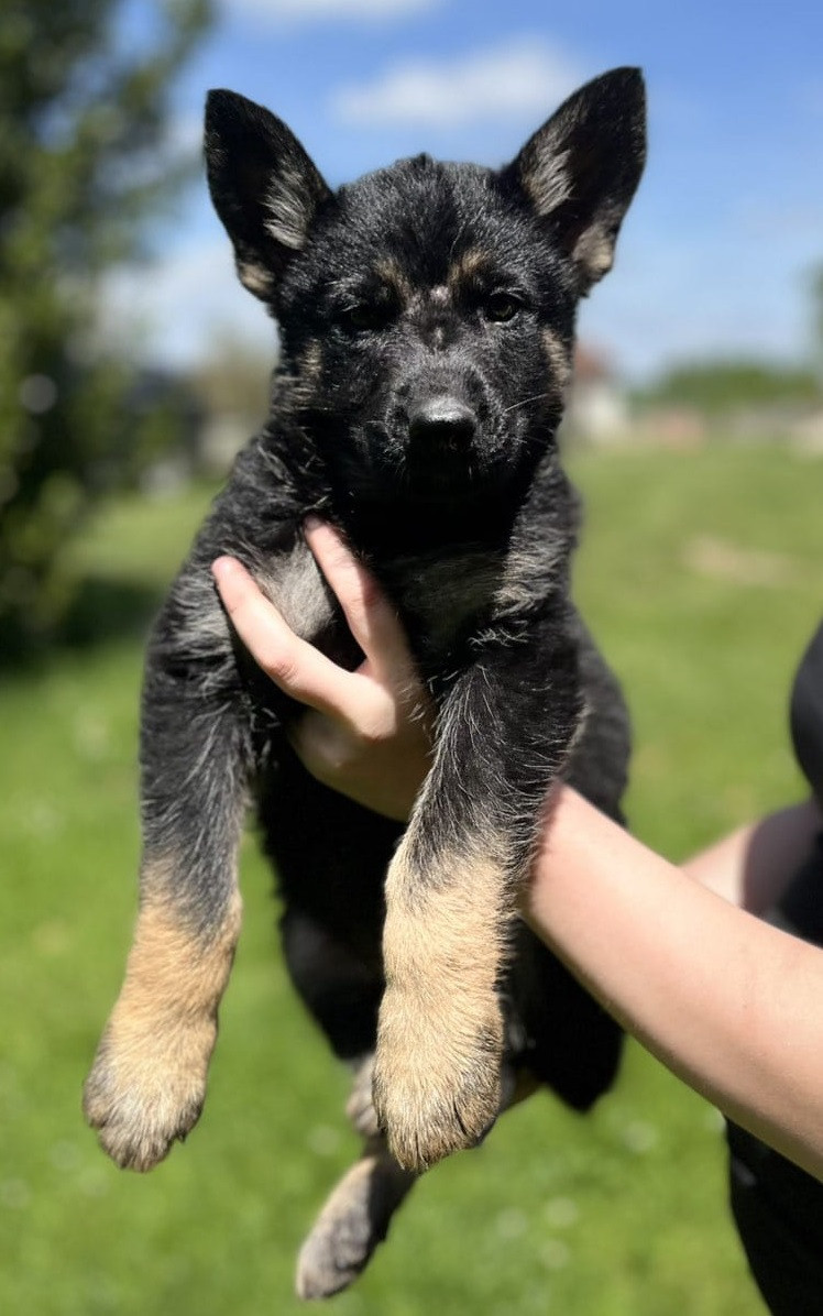 Des Crocs De Heurtevent - Chiots disponibles - Berger Allemand