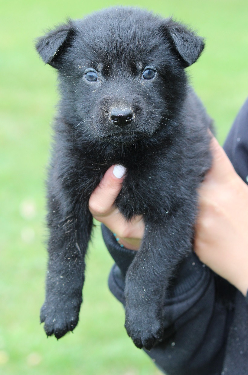 Des Crocs De Heurtevent - Chiots disponibles - Berger Allemand