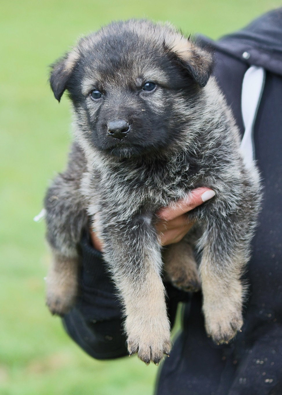 Des Crocs De Heurtevent - Chiots disponibles - Berger Allemand