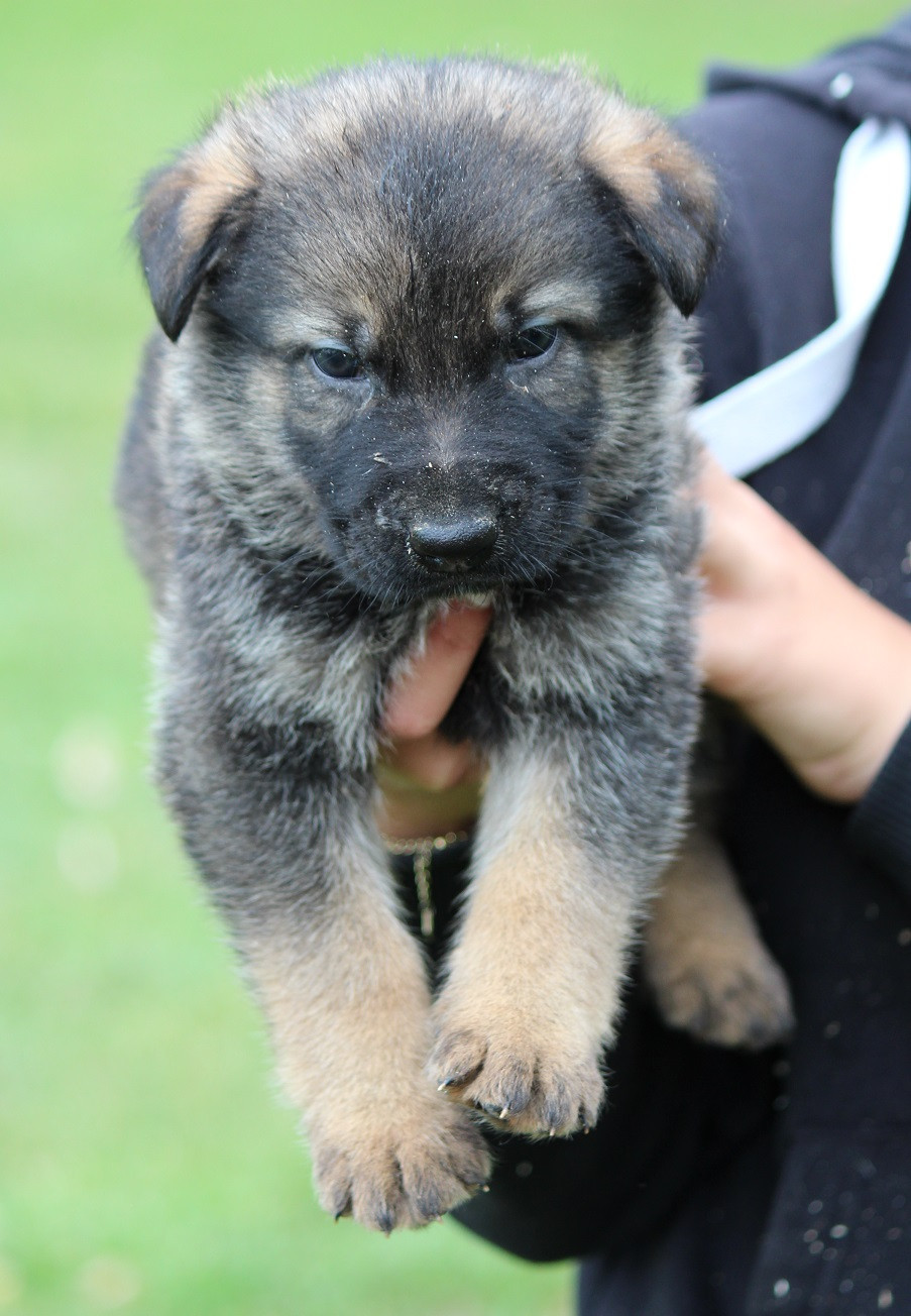 Des Crocs De Heurtevent - Chiots disponibles - Berger Allemand