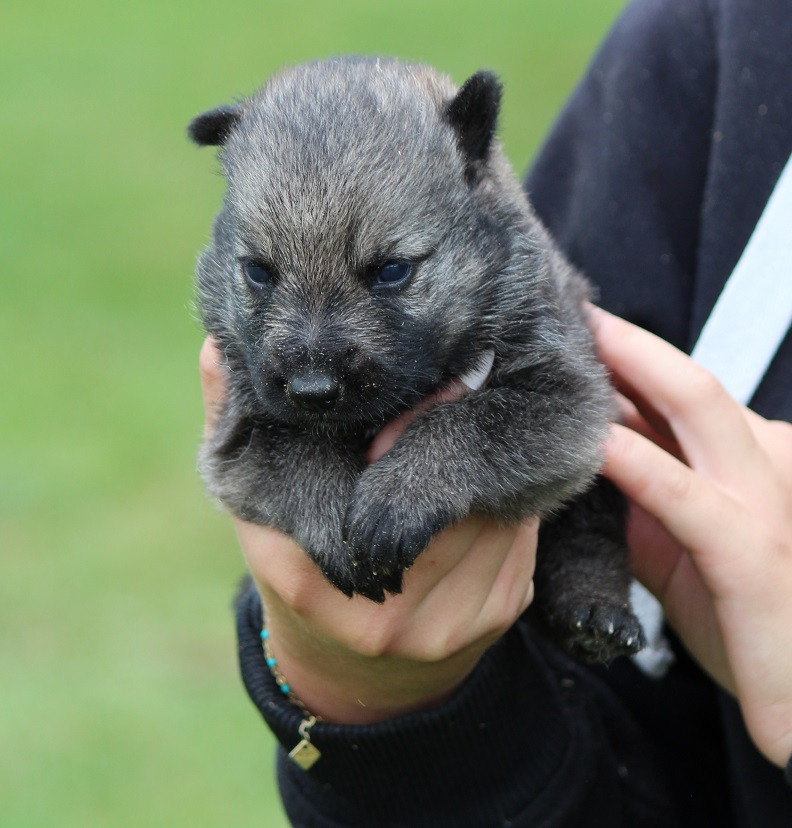 Des Crocs De Heurtevent - Chiots disponibles - Berger Allemand