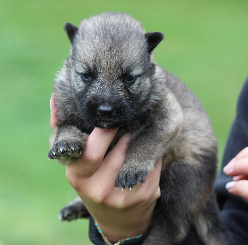 Des Crocs De Heurtevent - Chiots disponibles - Berger Allemand