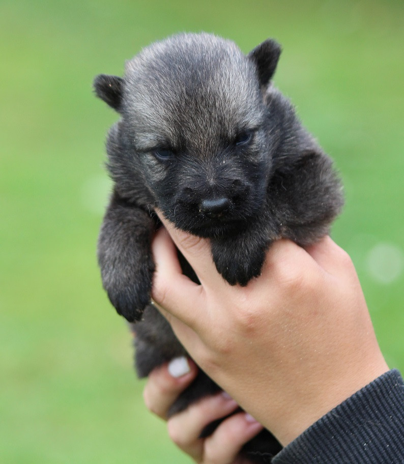 Des Crocs De Heurtevent - Chiots disponibles - Berger Allemand