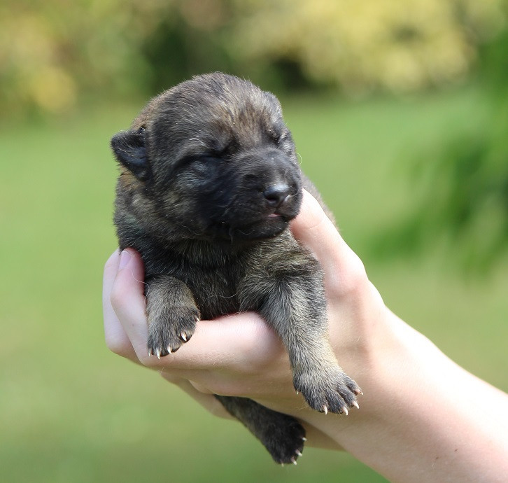 Des Crocs De Heurtevent - Chiots disponibles - Berger Allemand