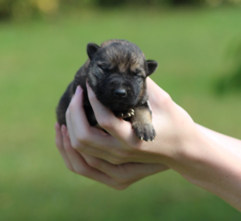 Des Crocs De Heurtevent - Chiots disponibles - Berger Allemand