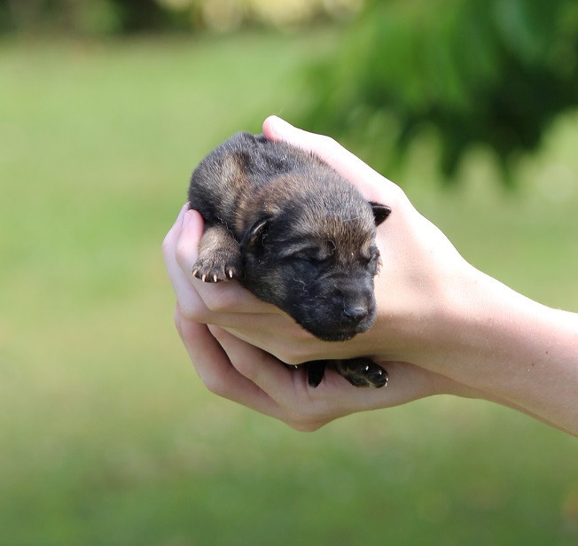 Des Crocs De Heurtevent - Chiots disponibles - Berger Allemand