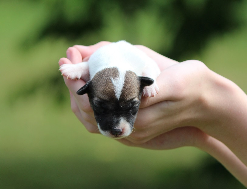 Des Crocs De Heurtevent - Jack Russell Terrier - Portée née le 11/06/2026