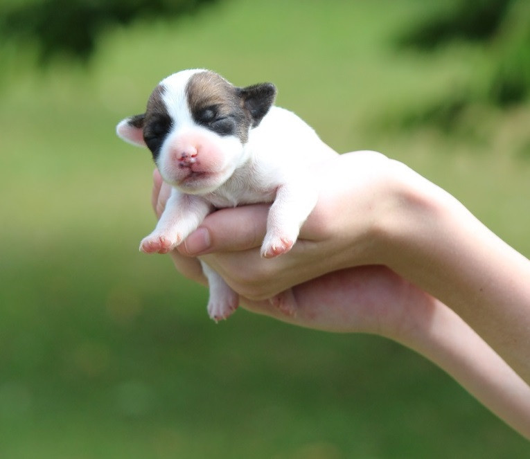 Des Crocs De Heurtevent - Chiots disponibles - Jack Russell Terrier