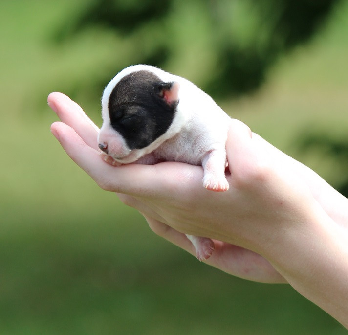 Des Crocs De Heurtevent - Chiots disponibles - Jack Russell Terrier