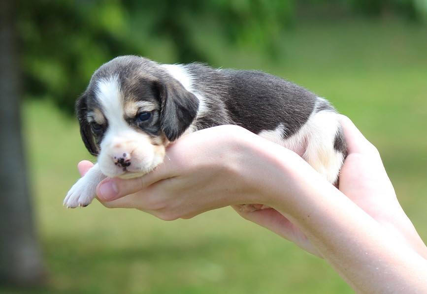 Des Crocs De Heurtevent - Chiots disponibles - Beagle