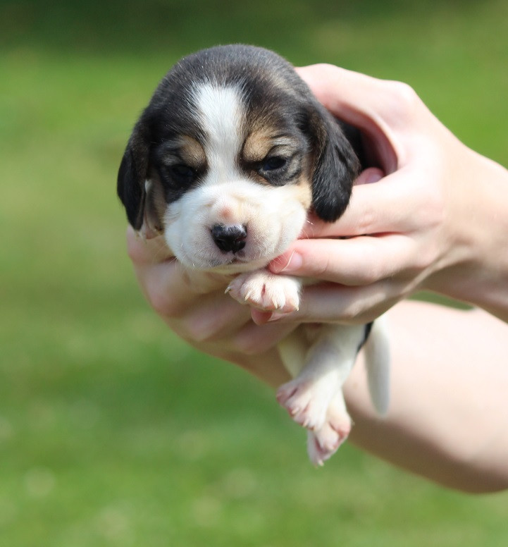 Des Crocs De Heurtevent - Chiots disponibles - Beagle