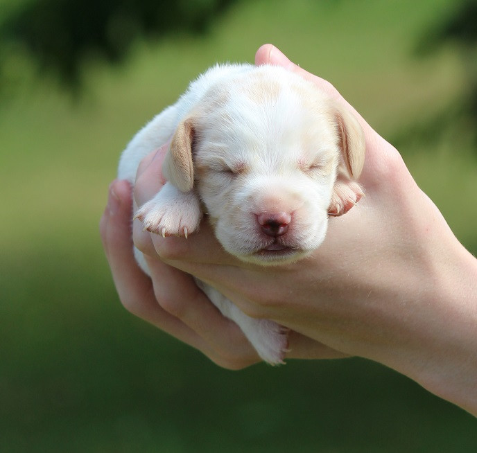 Des Crocs De Heurtevent - Chiots disponibles - Beagle