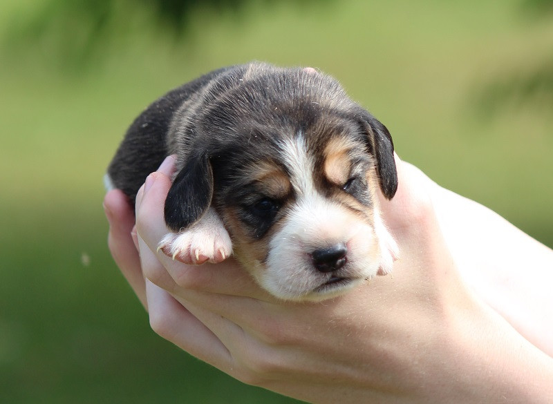 Des Crocs De Heurtevent - Chiots disponibles - Beagle