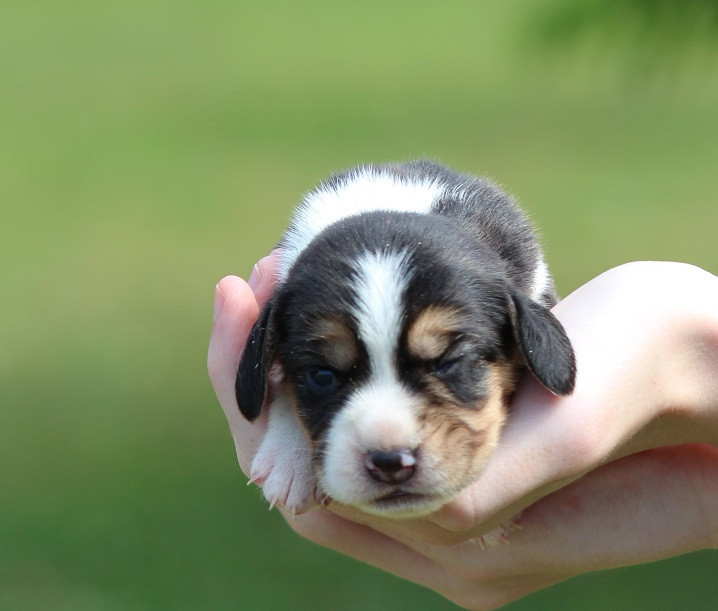 Des Crocs De Heurtevent - Chiots disponibles - Beagle