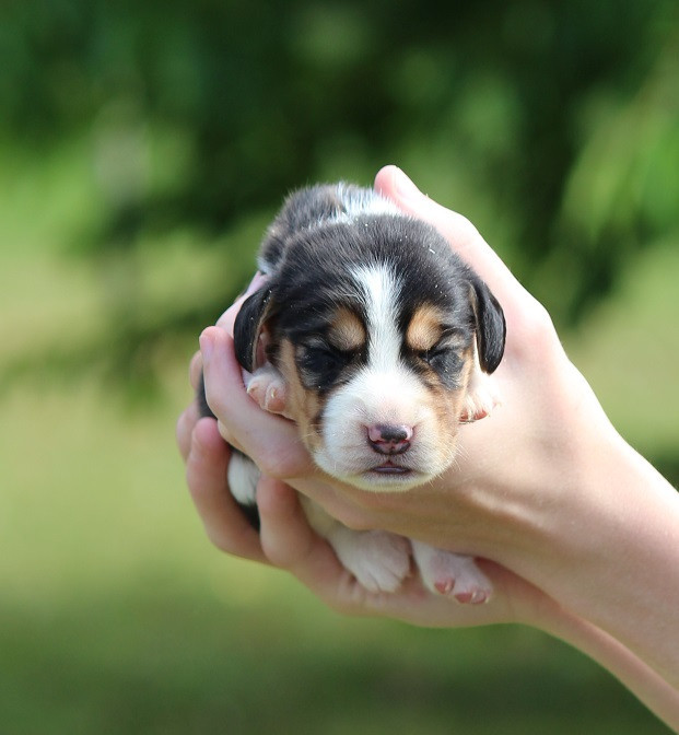 Des Crocs De Heurtevent - Chiots disponibles - Beagle