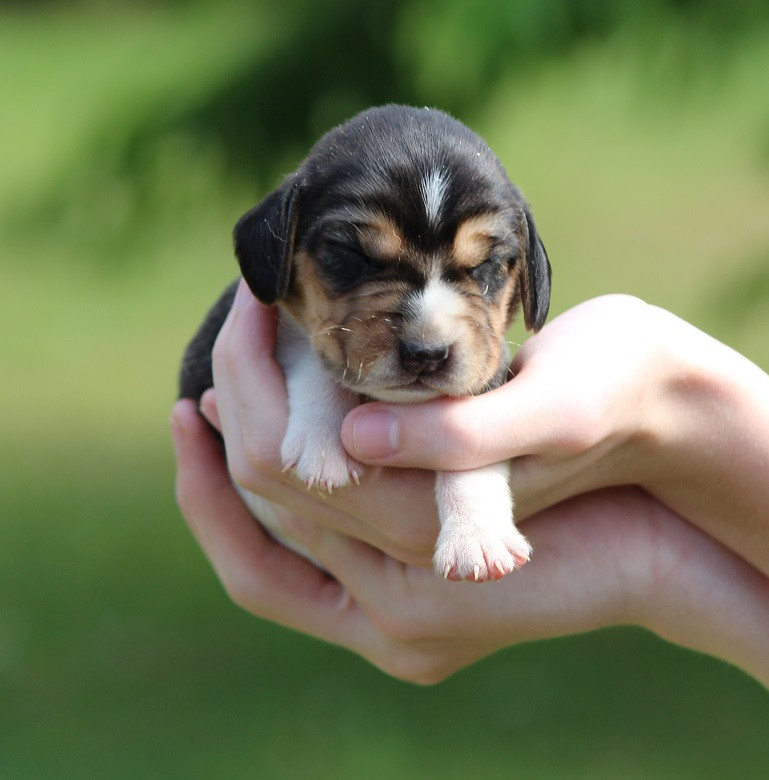 Des Crocs De Heurtevent - Chiots disponibles - Beagle