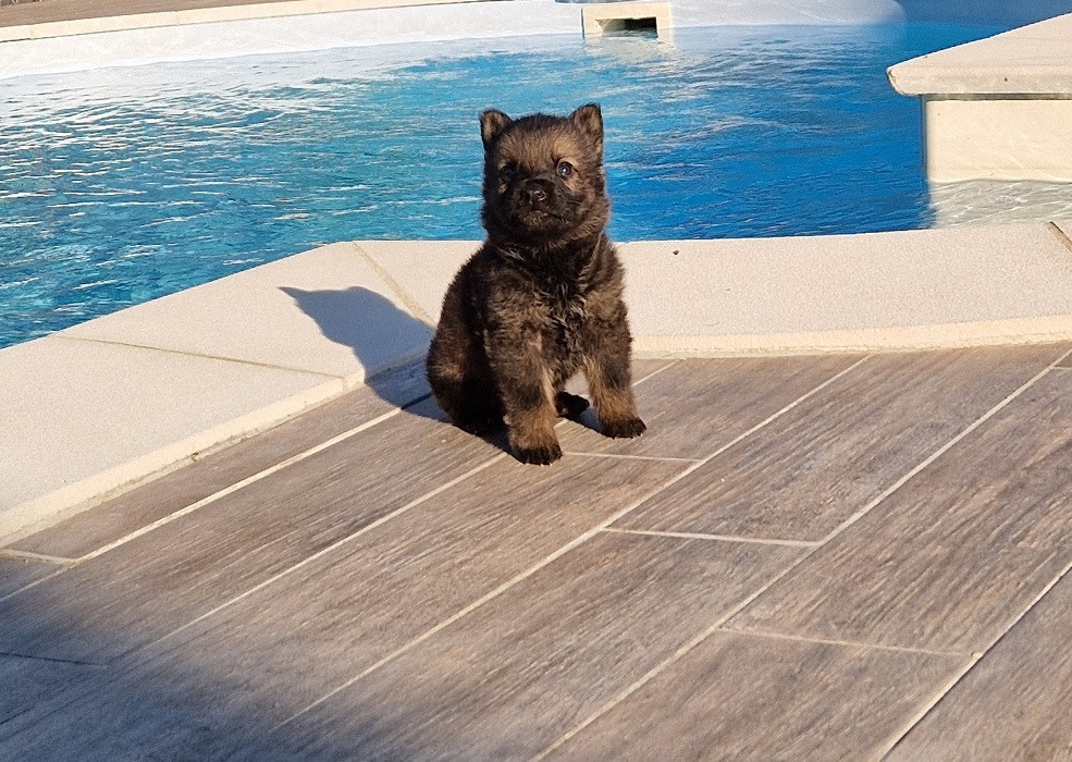 Des Crocs De Heurtevent - Chiots disponibles - Berger Allemand