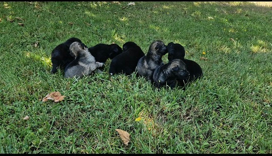 Chiot Berger Allemand Des Crocs De Heurtevent