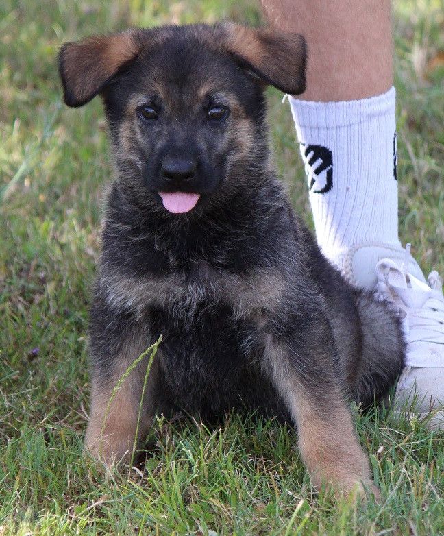 Des Crocs De Heurtevent - Chiots disponibles - Berger Allemand