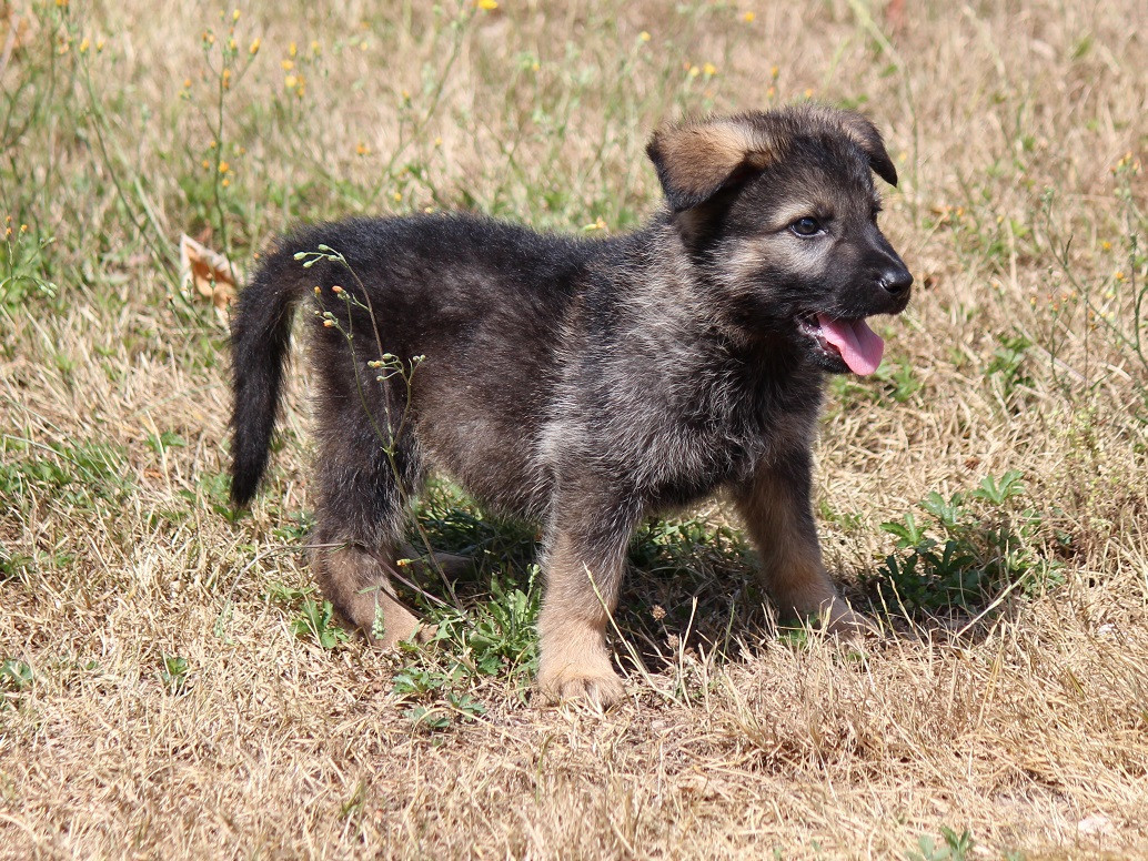 Des Crocs De Heurtevent - Chiots disponibles - Berger Allemand
