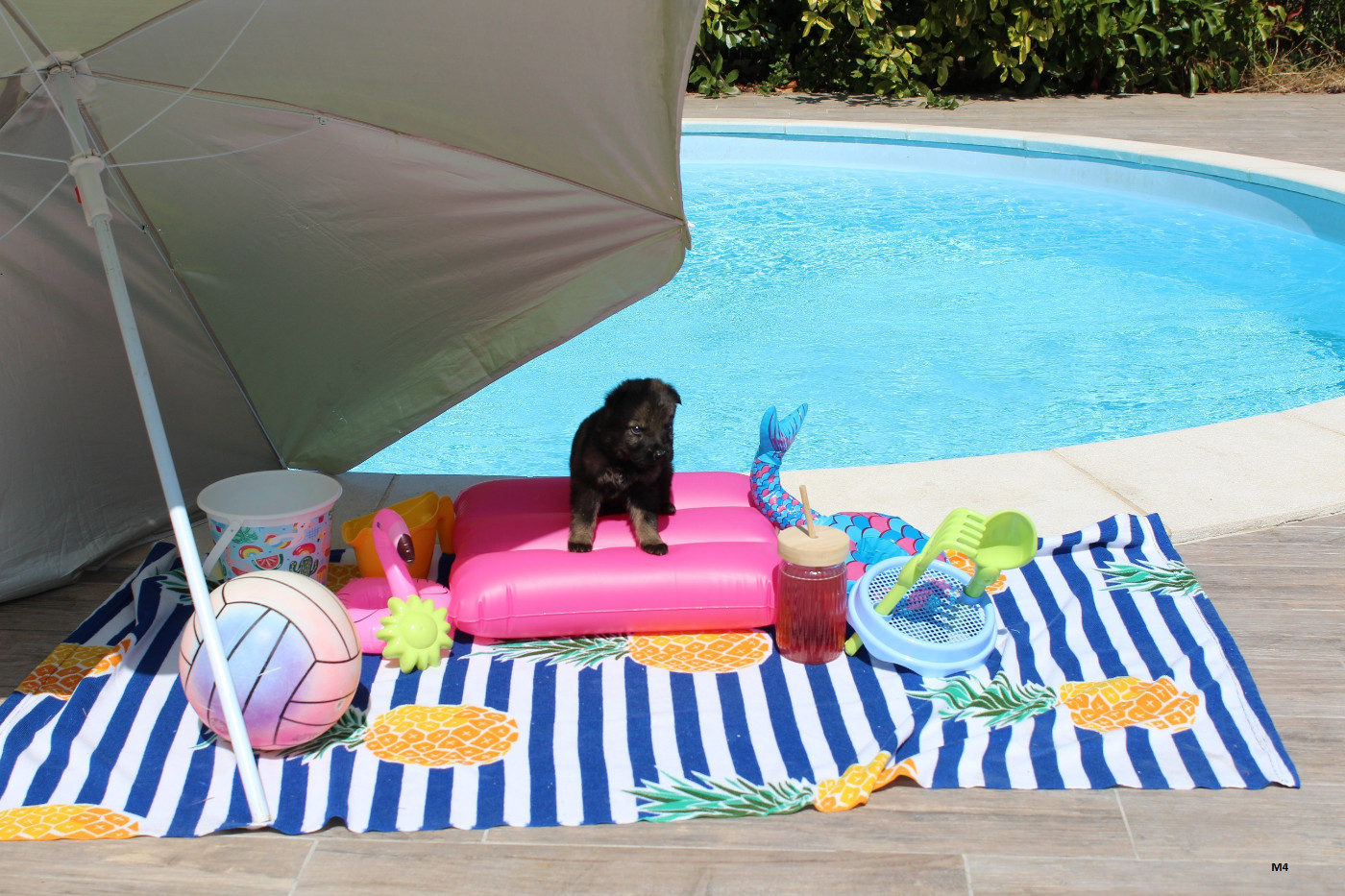 Des Crocs De Heurtevent - Chiots disponibles - Berger Allemand