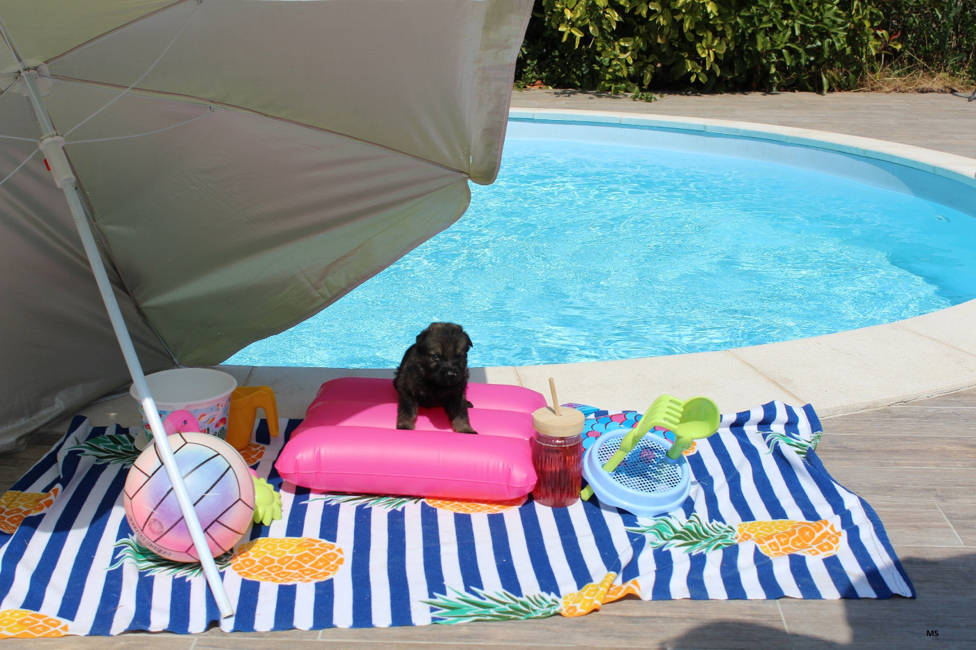Des Crocs De Heurtevent - Chiots disponibles - Berger Allemand