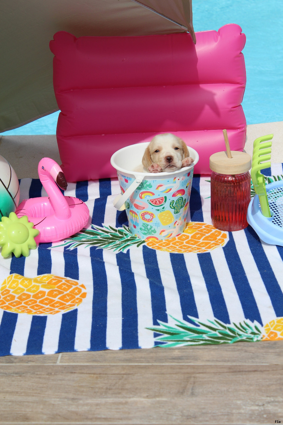 Des Crocs De Heurtevent - Chiots disponibles - Beagle