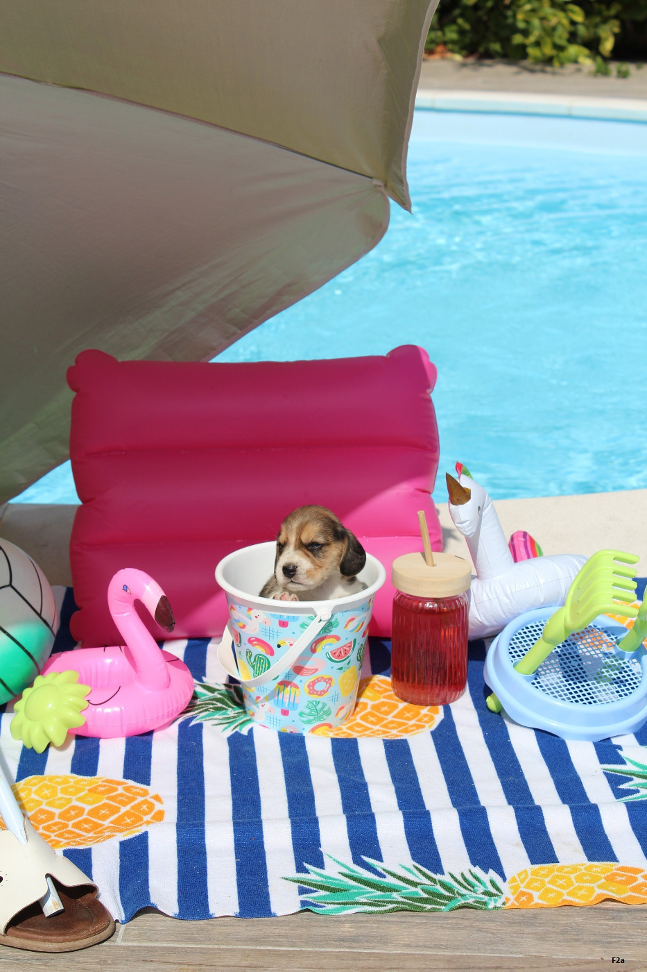 Des Crocs De Heurtevent - Chiots disponibles - Beagle