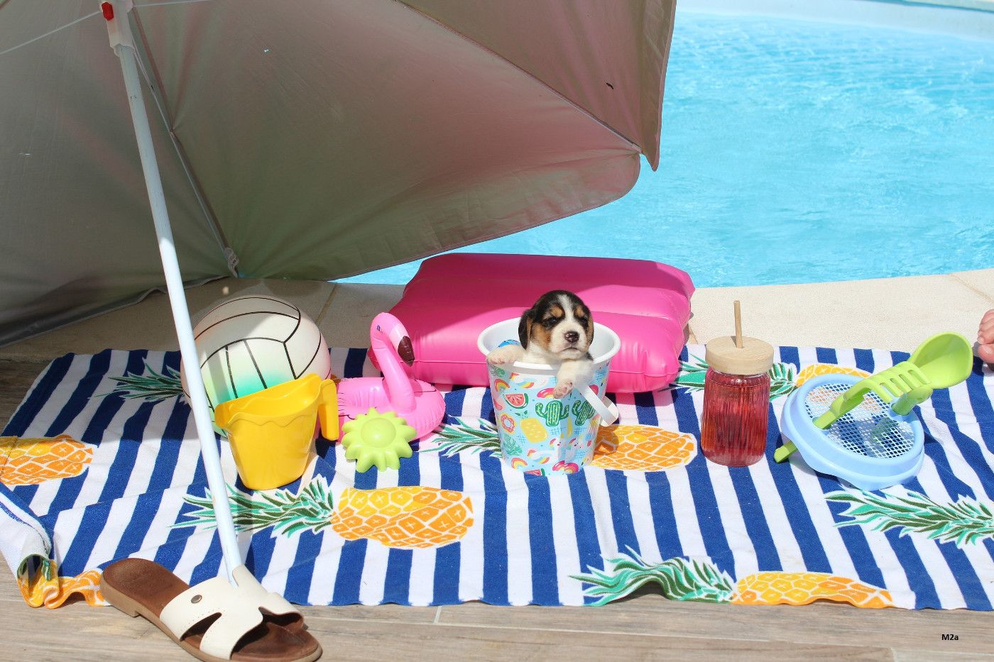 Des Crocs De Heurtevent - Chiots disponibles - Beagle