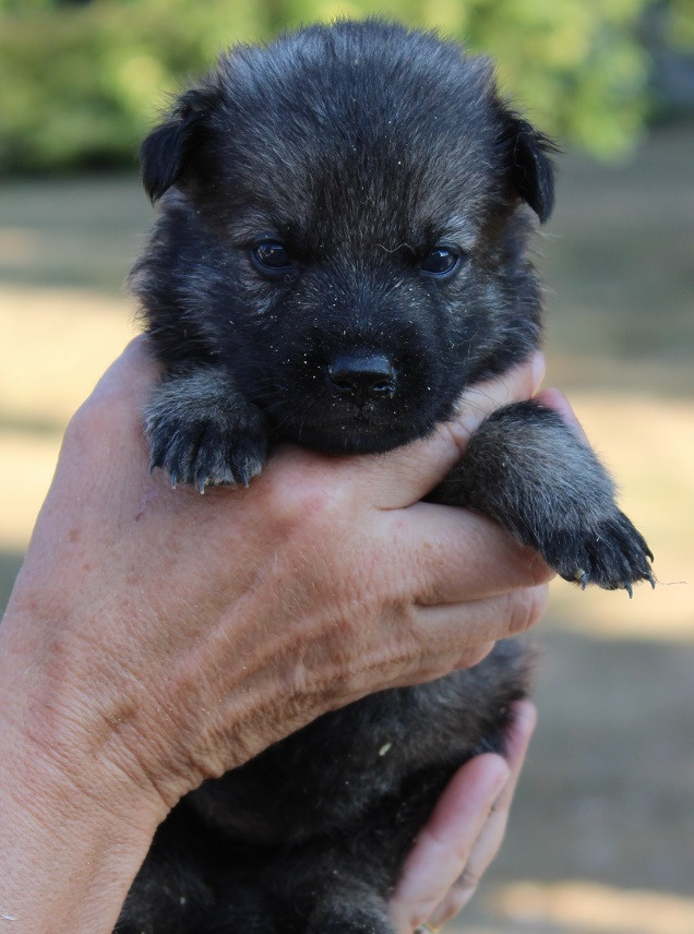 Des Crocs De Heurtevent - Chiots disponibles - Berger Allemand
