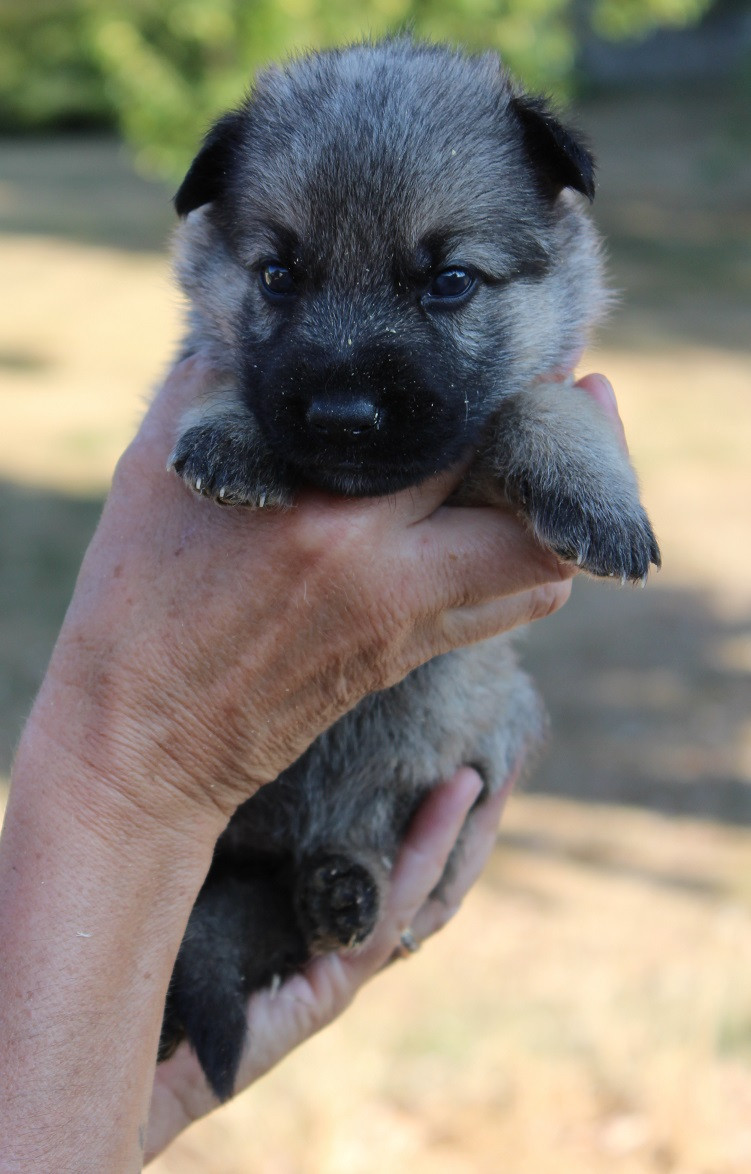 Des Crocs De Heurtevent - Chiots disponibles - Berger Allemand