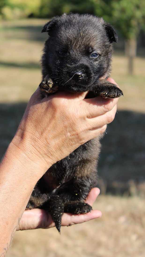Des Crocs De Heurtevent - Chiots disponibles - Berger Allemand