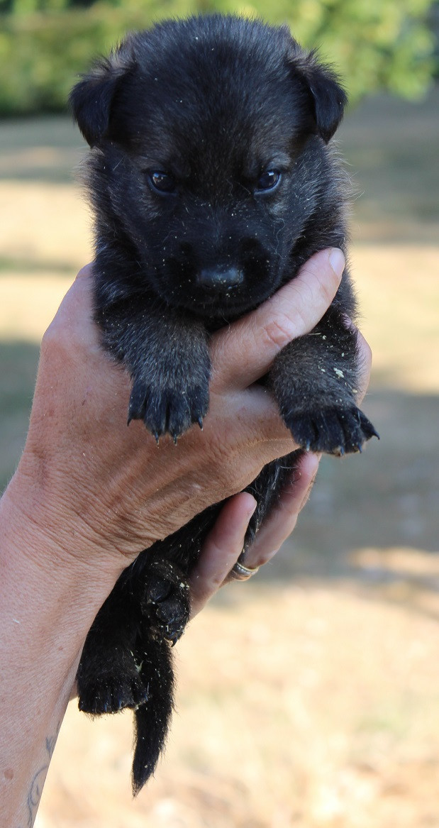 Des Crocs De Heurtevent - Chiots disponibles - Berger Allemand