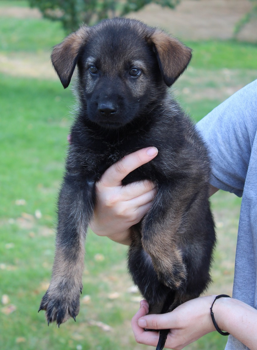 Des Crocs De Heurtevent - Chiots disponibles - Berger Allemand