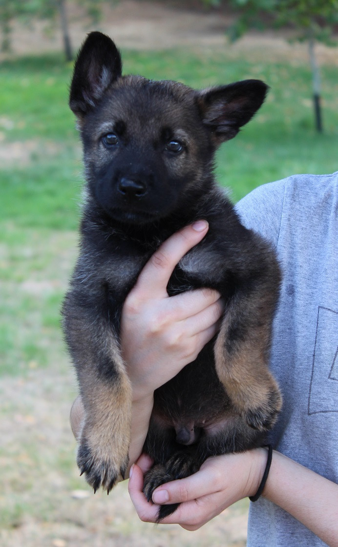 Des Crocs De Heurtevent - Chiots disponibles - Berger Allemand