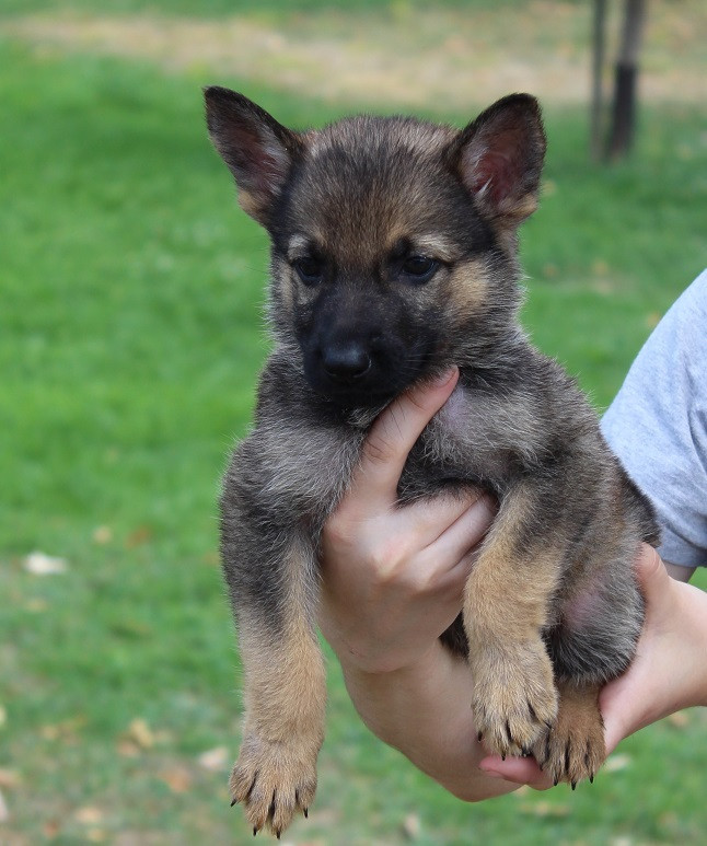 Des Crocs De Heurtevent - Chiots disponibles - Berger Allemand