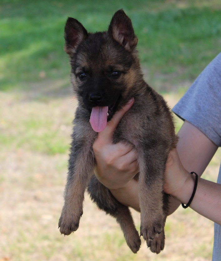 Des Crocs De Heurtevent - Chiots disponibles - Berger Allemand
