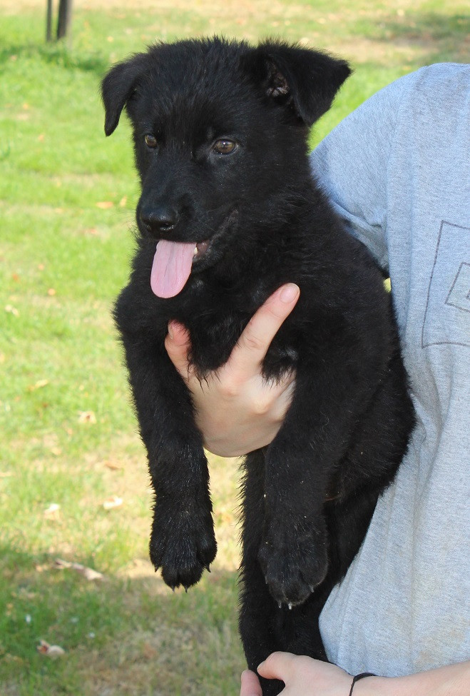 Des Crocs De Heurtevent - Chiots disponibles - Berger Allemand