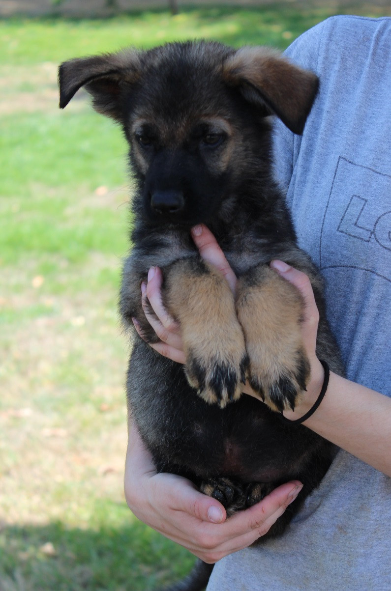 Des Crocs De Heurtevent - Chiots disponibles - Berger Allemand